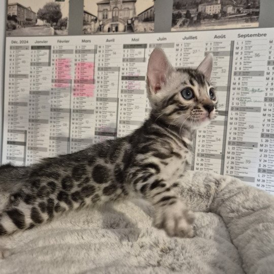 chaton Bengal silver spotted / rosettes Arès Chatterie des Terres de Gaïa silver spotted / rosettes