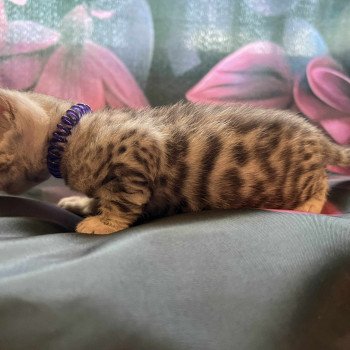 Ankara Des Terres de Gaïa Femelle Bengal
