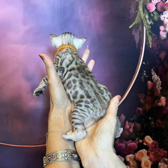 chaton Bengal silver spotted / rosettes Ansu Chatterie des Terres de Gaïa silver spotted / rosettes