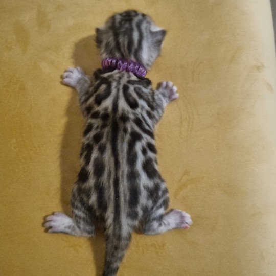 Azel Des Terres de Gaïa Femelle Bengal