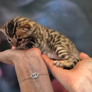 Beerus Des Terres de Gaïa Mâle Bengal