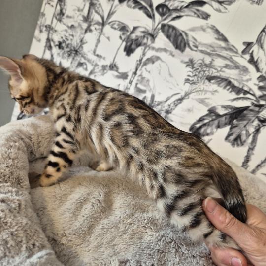 chaton Bengal brown tortie spotted / rosettes Brooklin Chatterie des Terres de Gaïa brown tortie spotted / rosettes