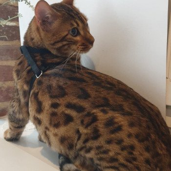 Thorgal Mâle Bengal