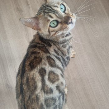 T'Princesse Femelle Bengal