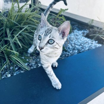 Vita Femelle Bengal