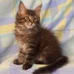 UTAH de l'antre d'Athamé Mâle Maine coon UTAH de l'antre d'Athamé Mâle Maine coon