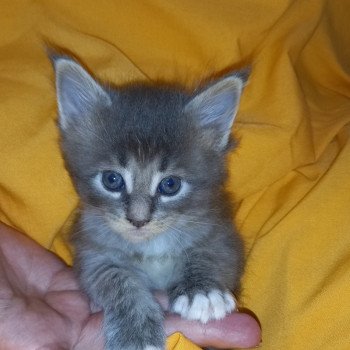 Umeeko de l'antre d'Athamé Femelle Maine coon