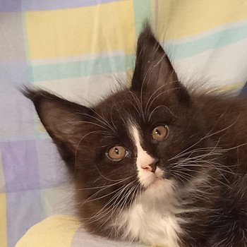 Usher de l'antre d'Athamé Mâle Maine coon