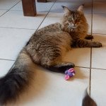 Sooky de l'antre d'Athamé Femelle Maine coon Sooky de l'antre d'Athamé Femelle Maine coon