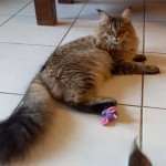 Sooky de l'antre d'Athamé Femelle Maine coon