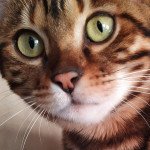 Sénamé Kintsugi Bengal Femelle Bengal Sénamé Kintsugi Bengal Femelle Bengal