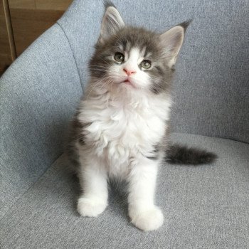 Tempérance des étoiles d'Aphea Des Étoiles d'Aphéa Femelle Maine coon
