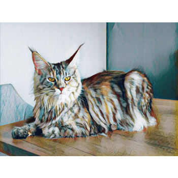 La Chatterie Des Etoiles D Aphea Elevage De Chat Maine Coon La Chatterie Des Etoiles D Aphea Elevage De Chat Maine Coon