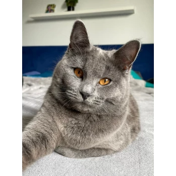 Chatterie du Chartreux Royal