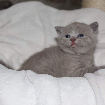 1er chaton (Portée Riverside ❤ Philibert 2022) - Mâle lilac Male lilas non standard Mâle Munchkin Shorthair