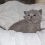 1er chaton (Portée Riverside ❤ Philibert 2022) - Mâle lilac Male lilas non standard Mâle Munchkin Shorthair