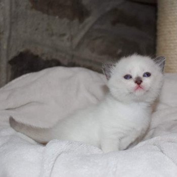 4e chaton (Portée Riverside ❤ Philibert 2022) - Femelle lilac point bicolor Femelle lilas colorpoint non standard Femelle Munchkin Shorthair