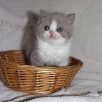 Shamallow Mâle British Shorthair