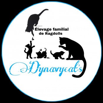 Élevage Dynavycat's