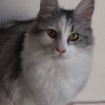 Titane du rocher de Nala Femelle Angora turc