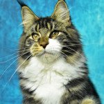 Rachel Des coons des 2 caps Femelle Maine coon Rachel Des coons des 2 caps Femelle Maine coon