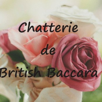 CHATTERIE de BRITISH BACCARA