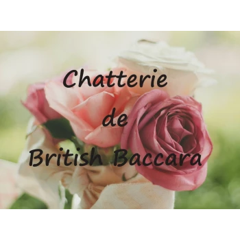 CHATTERIE de BRITISH BACCARA