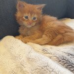 Ubiwane des Fauves du Coon Mâle Maine coon Ubiwane des Fauves du Coon Mâle Maine coon