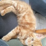 Ulk des Fauves du Coon Mâle Maine coon Ulk des Fauves du Coon Mâle Maine coon
