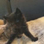 Usko des Fauves du Coon Mâle Maine coon Usko des Fauves du Coon Mâle Maine coon