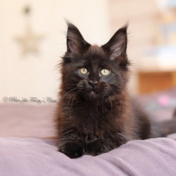 Sweet Lullaby Femelle Maine coon