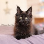 Sweet Lullaby Femelle Maine coon Sweet Lullaby Femelle Maine coon