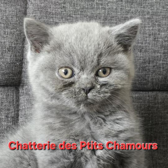 Baloo Mâle British Shorthair