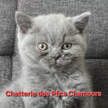 Baloo Mâle British Shorthair