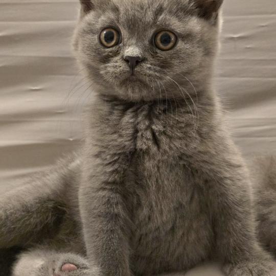 chaton British Shorthair blue Baloo Chatterie des Ptits Chamours blue 