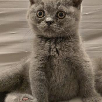 Baloo Mâle British Shorthair