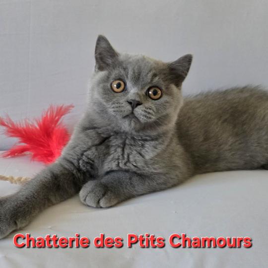 chaton British Shorthair blue Baloo Chatterie des Ptits Chamours blue 