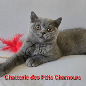 Baloo Mâle British Shorthair