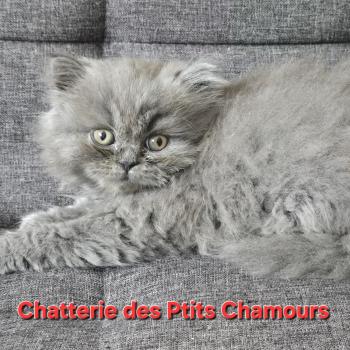 Berlioz Mâle British Longhair