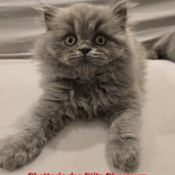 Berlioz Mâle British Longhair