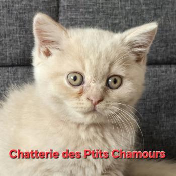 Bailey Mâle British Shorthair