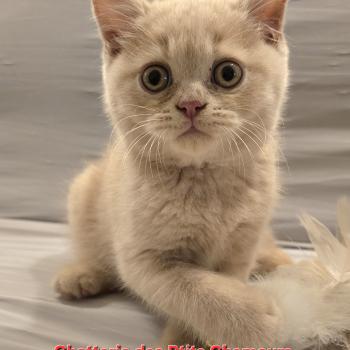 Bailey Mâle British Shorthair