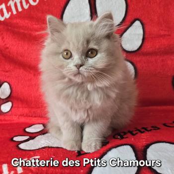 Blossom Des Ptits Chamours Femelle British Longhair