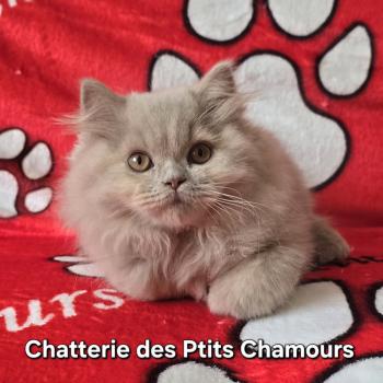 Babydoll Des Ptits Chamours Femelle British Longhair