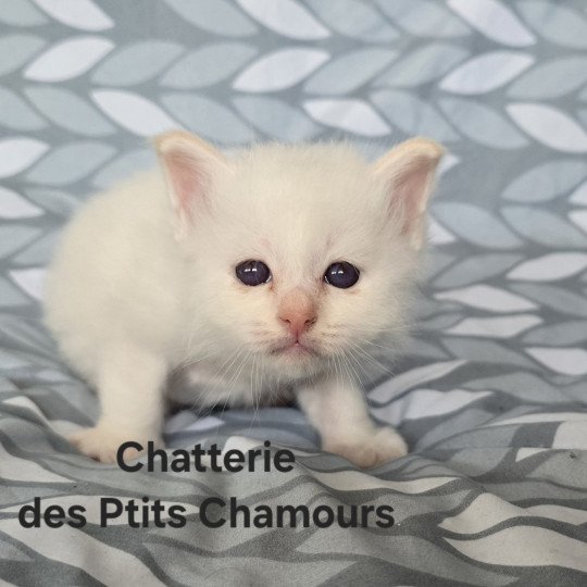 chaton Sacré de Birmanie Aurêghan Chatterie des Ptits Chamours cream point