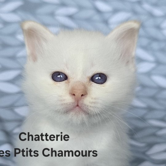 chaton Sacré de Birmanie Aurêghan Chatterie des Ptits Chamours cream point
