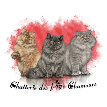 Chatterie des Ptits Chamours