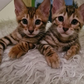 So cats toyger
