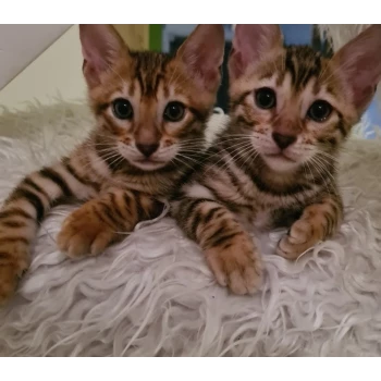 So cats toyger