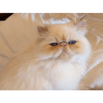Chatterie De La Vallee De La Famenne Elevage De Chat Persan Chatterie De La Vallee De La Famenne Elevage De Chat Persan